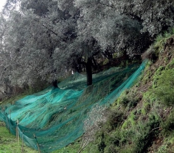 siet na zber orechov 888